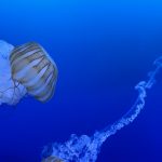 Sarasota Mote Aquarium Visit Jelly Fish Inspiration